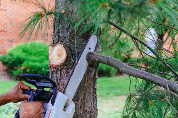 Best Tree Disease Treatment  in Wakefield, VA